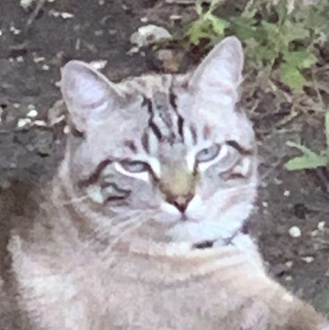 A gallery of pictures of Parker the light grey tabby cat, looking calm and cute while lounging in the grass. the dirt, and on a blanket.