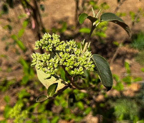 Three flowering ornamentals...