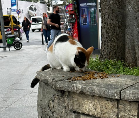 The cats of Istanbul — cat houses, cat feeding, cat on motorcycle