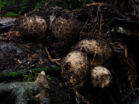Lycoperdon sp.
