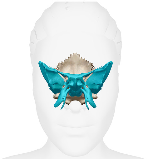 sphenoid, embodied anatomy, yoga