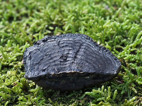 black coal fungus