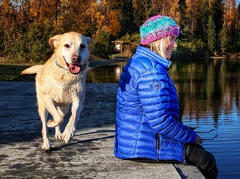 Labrador Retriever