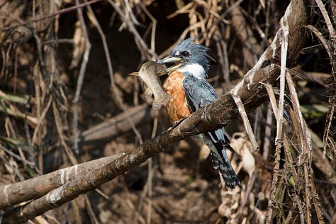 Pantanal Caiman Macaw