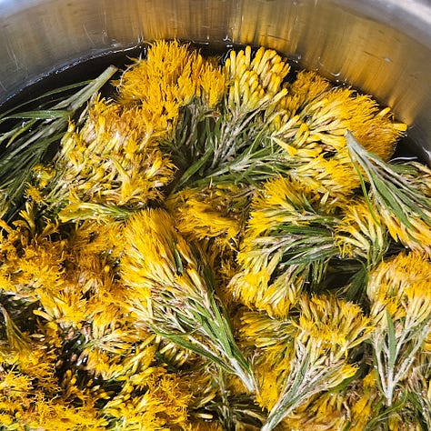 Rabbit Brush in the wild, making rabbit brush ink, and then all of my inks once they were made