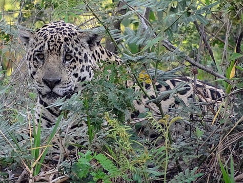 Pantanal jaguar