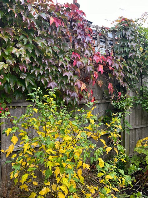 Autumn blooms — kaleidoscopic leaves, soft pink Japanese anenomes, jugs of dahlias.