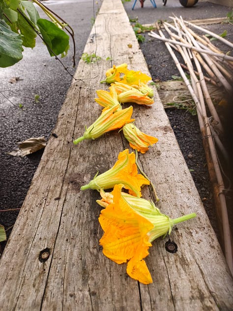 A variety of crops from the community garden