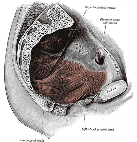 Left to right: 1) Cross section, muscular dome of pelvic diaphragm. 2) Diagram of pelvic floor shape with perineal body at center. 3) Thoracic diaphragm and part of its stem. 4) Pathway of mulabandha.  5) Peritoneal sac 6) Arching tissues for jalandhara bandha