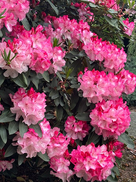 3 images of the same rhododendron bush, showing pink blossom with dark pink edges. Close up of two blooms, with another photo showing the cluster of blooms and the other showing the whole bush