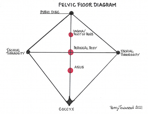 Left to right: 1) Cross section, muscular dome of pelvic diaphragm. 2) Diagram of pelvic floor shape with perineal body at center. 3) Thoracic diaphragm and part of its stem. 4) Pathway of mulabandha.  5) Peritoneal sac 6) Arching tissues for jalandhara bandha