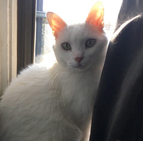 9 images of two different shorthair cats. Three of a domestic tabby named Dasher and six photos of a domestic shorthair white cat named Banjo