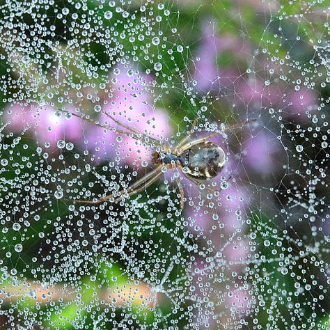 From left: unidentified sheet-web spider (Linyphiidae); Common Hammock Weaver (Linyphia triangularis); Cross Orbweaver (Araneus diadematus); ,