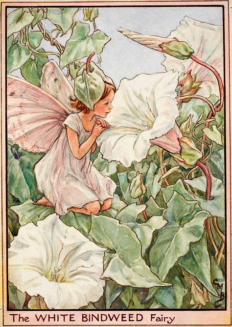 Three different works of art inspired by bindweed, a paper wreath buy the author Ling Warlow; a painting of a bindweed arrangement by Gluck; the Bindweed fairy illustrated by Cicely Mary barker