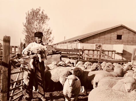 Two children on a lawn, a man in a sheep corral, a man holding a baby