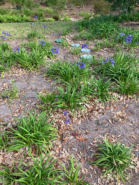 Tortellini dinner, blooming Irises, cloud cake, a visit from the black cats, the growing daffodil