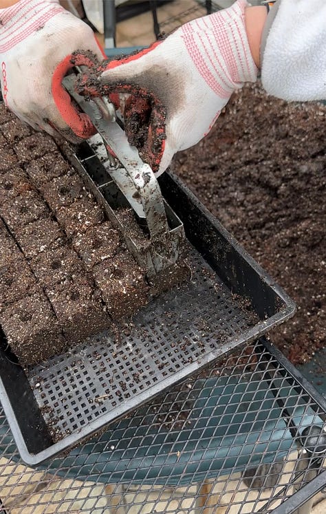 Three images: the first is a metal soil blocker with a bin of loose soil. The second is a plastic tray with soil blocks and seed holes. The third is small green plants sprouting from the seed blocks.