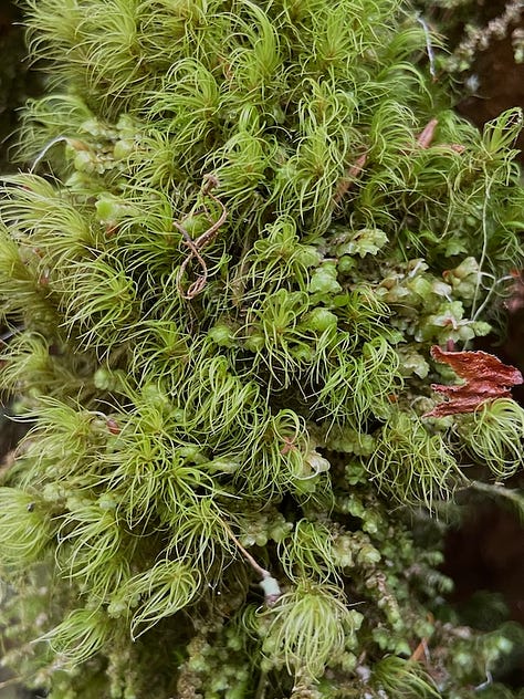 mossy forest, moss up close