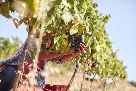 wines, olive oil, Algarve vineyard and gardens