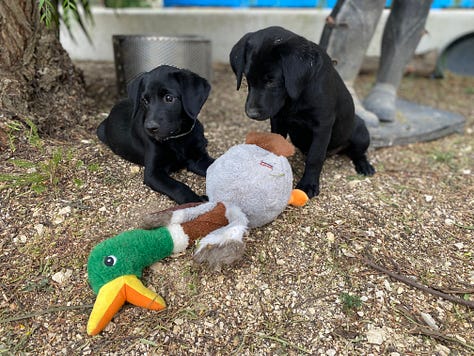 Black labrador pups