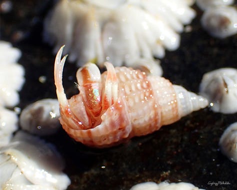 A collection of marine life images features hermit crabs, a red-gilled nudibranch, a sea urchin close-up, and a pink dog whelk.