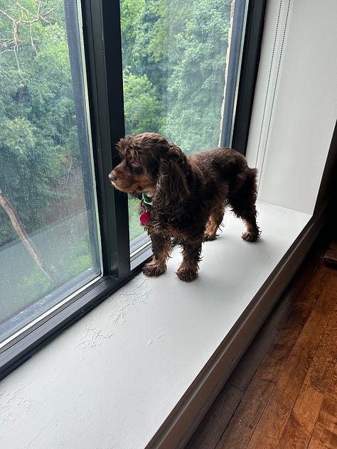 Blossom with her siblings at home, on car rides, looking out the window, and eating whipped cream