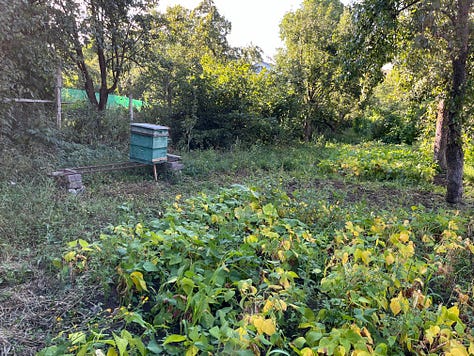 Dave's grandmother's house, its interior, a tkemali plum tree; hive in the garden, Nellie's porch, icons; mallow flowers, zinnias on the path to the outhouse, grapevine arbour