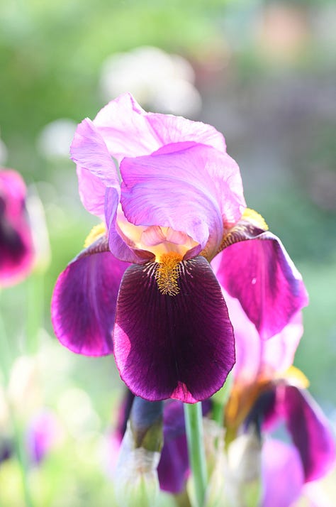 different coloured irises