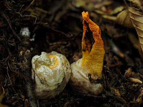 orange stinky squid mushroom emerging from egg