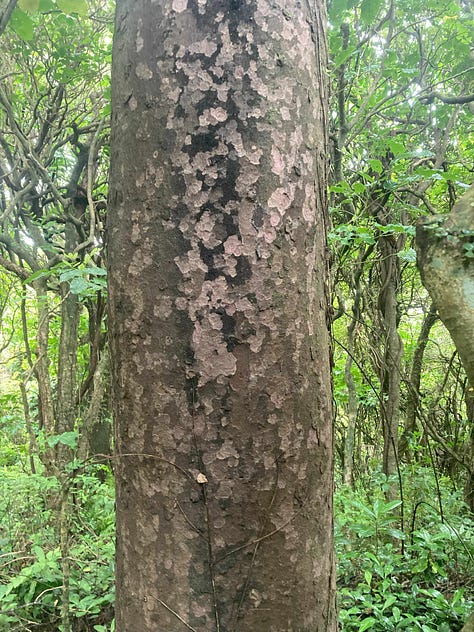 Images of tree bark and seedlings