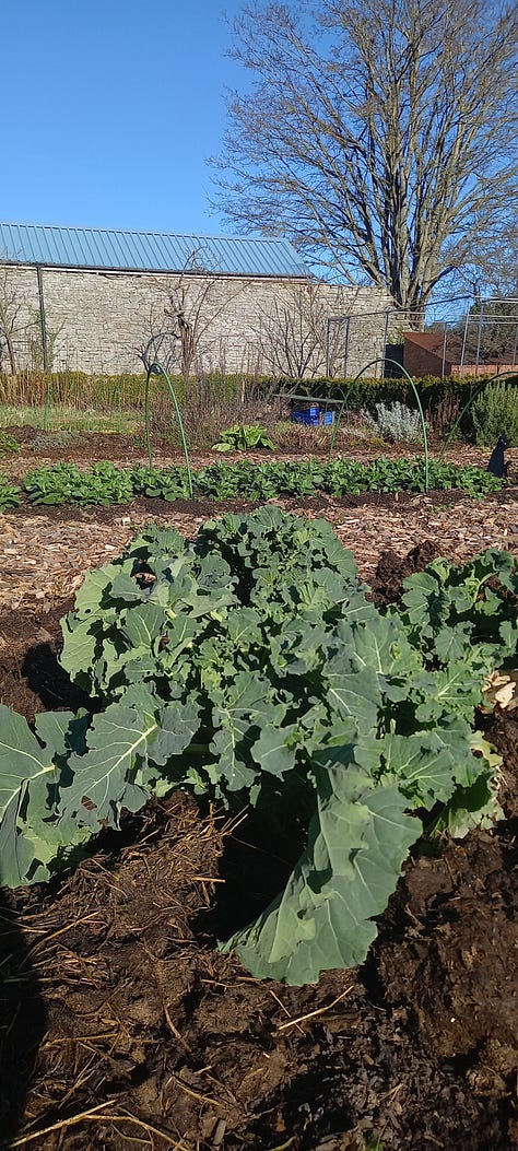 A view of Hay Bluff. Field Beans. Purple Sprouting Broccoli