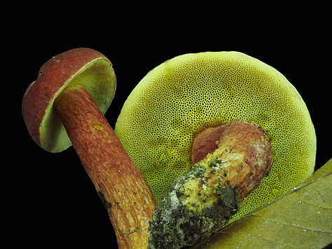 Heimioporus japonicus