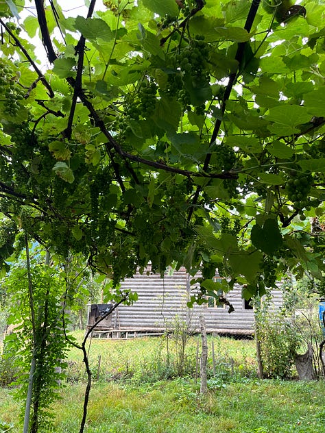 Dave's grandmother's house, its interior, a tkemali plum tree; hive in the garden, Nellie's porch, icons; mallow flowers, zinnias on the path to the outhouse, grapevine arbour