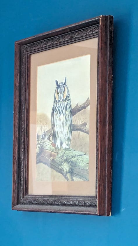 In the first image is a picture that's been hung up in my living room for a while that I sort of forgot about until owlgate started. The second is some local graffiti. My boyfriend thinks it's a parrot, however I follow some smart parrots on tiktok and their eyes are smaller. In the thirds image is a plastic owl guarding someone's doorway. There were actually two owls there, but the lady was washing up in the window, so I didn't want to intrude too much. The fourth house is literally the house next to the house in the third image. In the topmost window is what looks to be a snowy owl but with its back turned away from the window. It might not be an owl, but spiritually it may as well be. The fifth image is a small trinket in the house where I am dog sitting this week. I was trying to find the bathroom and I opened a door which was totally empty except for this owl on the shelf. Image the sixth is a jigsaw in a charity shop in the town of Witney. The image on the box is of nine different owls! The seventh image is in the same charity shop. A shelf dedicated to small owl trinkets. there are 6 owls on that shelf. In total I think there are 21 owls here. It's not okay.