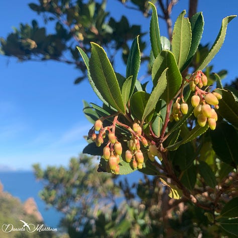 flowers strawberry tree