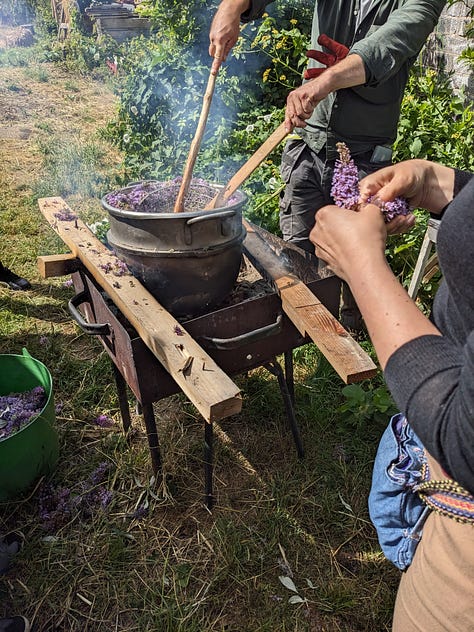 From Left to Right: Illustration of buddleia flower (long purple stem with green leaves); Buddleia flowers used for natural dyeing; the dyeing cauldron heated on a real fire, buddleia being stirred to create yellow dye