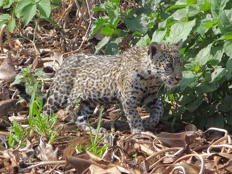 Pantanal jaguar