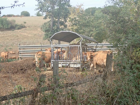 Dry corn stalks, apple tree, footbridge, cows, sheep, pumpkins, chickens, thistles, turbine