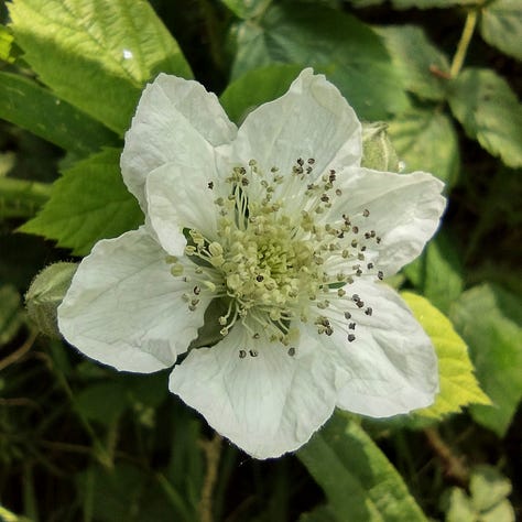Image one is a bright pink wild rose with a yellow centre, 7nfulring in the morning su. 8mage two shows a bramble flower in close up, showing the thick growth of stamen in the centre of the flower. image three is another wild rose, this time paler pink and with dark stamen showing that the flower has been pollinated.