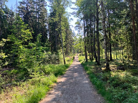 More pictures of thin pine trees on a trail route