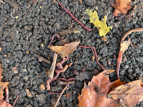 A leopard slug (Limax maximus), Tiger Worm / Red Worm (Eisenia fetida), and Wolf Spider (Pardosa amentata)