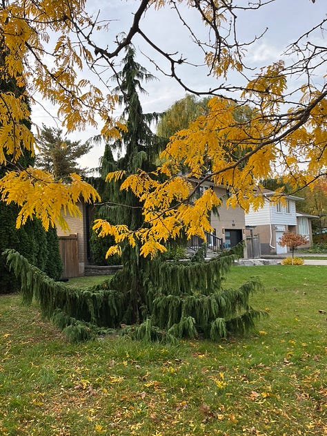 Fall foliage in my garden and neighbourhood