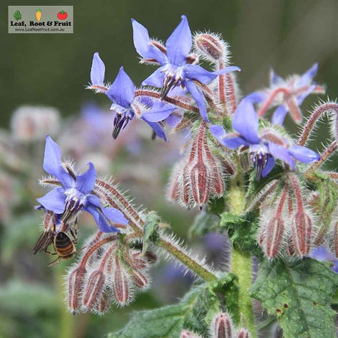 flowers for attracting beneficial insects into the garden