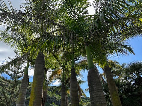 Botanical garden map and palm trees and pine trees