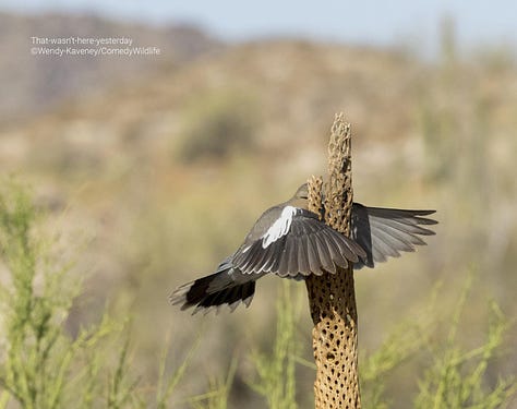 Comedy Wildlife Photography Awards 2023