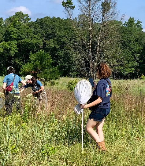 Picture of people hunting for bumble bees.