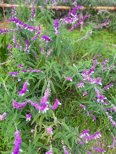 flutterings, determined to run up, a little Birdie, Looks like rain, violets and blues, a young climber outside our room- all form the backdrop of a naturally healthy environment