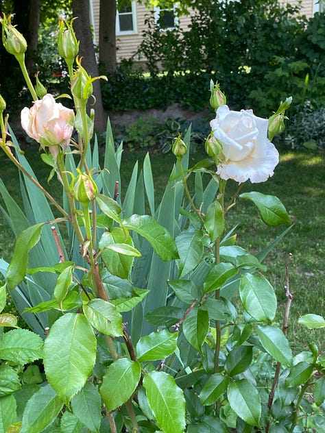 Various blooming roses and some cut into vases