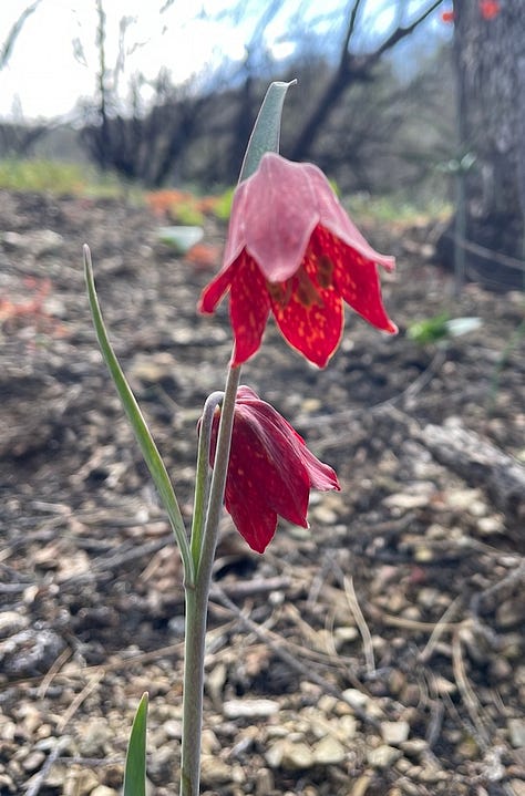 Three photos of Fritillaria.