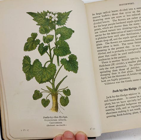 Images of Garlic Mustard from the art studio, Edward Step's book and the hedgerow